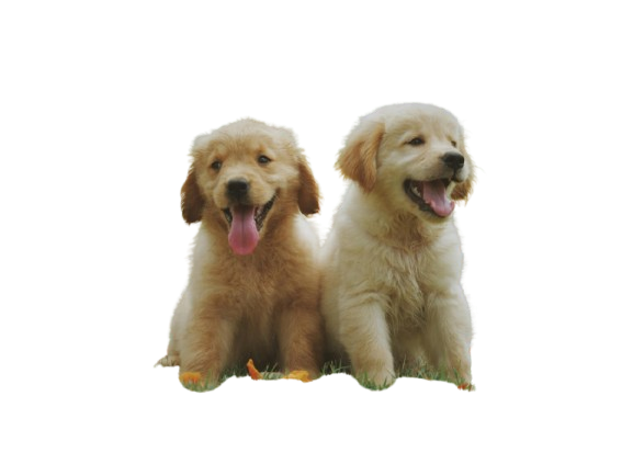 Two golden retriever puppies smiling