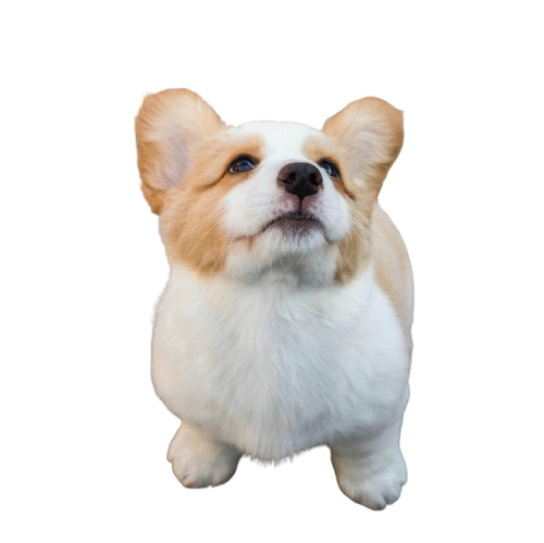 A corgi puppy looking up curiously