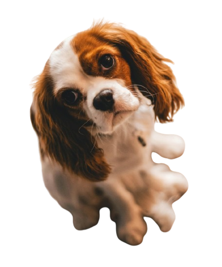 A cavalier king charles spaniel mid-play